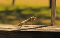 Closeup of a brown praying mantis consuming a fly on a patio surface Royalty Free Stock Photo