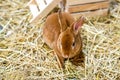 Closeup Brown rabbit on dry straw Royalty Free Stock Photo