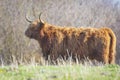 Closeup of brown red Highland cattle, Scottish cattle breed Bos taurus with big long horns Royalty Free Stock Photo