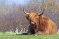 Closeup of brown red Highland cattle, Scottish cattle breed Bos taurus with big long horns Royalty Free Stock Photo