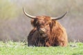 Closeup of brown red Highland cattle, Scottish cattle breed Bos taurus with big long horns Royalty Free Stock Photo