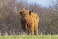 Closeup of brown red Highland cattle, Scottish cattle breed Bos taurus with big long horns Royalty Free Stock Photo