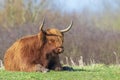 Closeup of brown red Highland cattle, Scottish cattle breed Bos taurus with big long horns Royalty Free Stock Photo