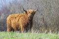 Closeup of brown red Highland cattle, Scottish cattle breed Bos taurus with big long horns Royalty Free Stock Photo