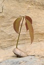 closeup the brown red mango complex soil heap with pods in the farm soft focus natural brown background