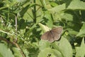 Closeup on the brown ringle butterfly, Aphantopus hyperantus sitting on a green leaf Royalty Free Stock Photo