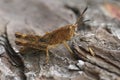 Closeup on the brown Rufous Grasshopper, Gomphocerippus rufus sitting on wood