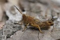 Closeup on the brown Rufous Grasshopper, Gomphocerippus rufus sitting on wood