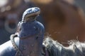 Closeup of brown rustic saddle on horse near Merida Royalty Free Stock Photo