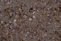 Closeup Sand Texture Background with Fine Grains and Sea Shells Royalty Free Stock Photo