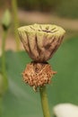 Closeup on a brown seedbox of the Sacred lotus, Nelumbo nucifera standing upright out of the water