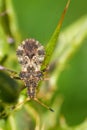 Closeup on a brown shieldbug, Centrocoris variegatus on tip of a green leaf Royalty Free Stock Photo