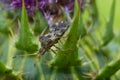 Closeup on a brown shieldbug, Centrocoris variegatus on tip of a green leaf Royalty Free Stock Photo
