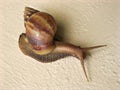 Closeup brown snail Achatina fulica on cement