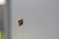 Closeup brown snail holds on the surface of cement wall Royalty Free Stock Photo