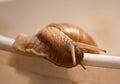 Closeup of a brown snail on a white stick Royalty Free Stock Photo
