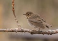 Portrait of Swainson`s Thrush Catharus ustulatus