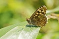 Closeup on a Brown speckled wood butterfly, Pararge aegeria sitting on a green leaf Royalty Free Stock Photo