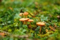 Closeup of brown-spore saprobic fungi Galerina in grass Royalty Free Stock Photo