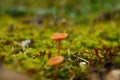 Closeup of brown-spore saprobic fungi Galerina in grass Royalty Free Stock Photo