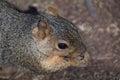 Closeup of A brown squirrel head