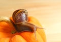 Brown Stripe Shell Snail Crawling on a Vivid Orange Mini Pumpkin