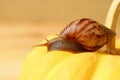 Brown Stripe Shell Snail Resting on a Vivid Yellow Mini Pumpkin Royalty Free Stock Photo