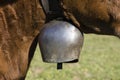 Closeup of a brown Swiss cow wearing a bell