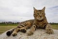 Closeup of a brown tabby cat lying on a ground Royalty Free Stock Photo