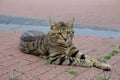 Closeup of a brown tabby cat lying on a ground Royalty Free Stock Photo