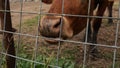 Closeup of a brown Texas Longhorn beef cattle cow in the pasture, eating a weed through the fence