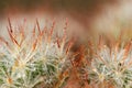 Closeup brown thorns of green cactus with dewdrops