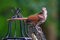 Closeup of a Brown Thrasher bird standing on a metal Royalty Free Stock Photo