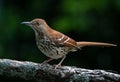 Closeup of a Brown Thrasher Royalty Free Stock Photo