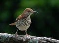 Closeup of a Brown Thrasher Royalty Free Stock Photo
