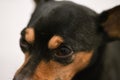Closeup of a brown Toy Fox Terrier under the lights with a blurry background Royalty Free Stock Photo