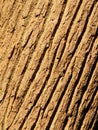 Closeup of brown tree trunk background