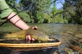 Closeup of brown trout fish caught in net