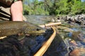 Closeup of brown trout fish in net Royalty Free Stock Photo