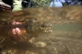 Closeup of brown trout under water