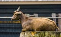 Closeup of a brown west african dwarf goat sitting on a tree stump, popular wild goat specie, Farm animals Royalty Free Stock Photo