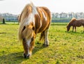 Closeup of a brown with white blotched horse eating some grass, pony grazing in the pasture