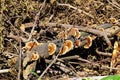 Colorful medicinal mushroom conks on dead tree branch in sunny clearing