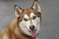 Closeup of A Brown and White Huskey Royalty Free Stock Photo