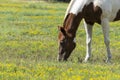 Closeup of brown and white paint horse grazing Royalty Free Stock Photo