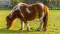 Closeup of a brown with white small horse grazing in a pasture Royalty Free Stock Photo