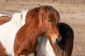 A closeup of a wild brown and white mare at Assateague Island