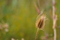Closeup of brown wild teasel seed with green blurred background Royalty Free Stock Photo