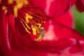 Closeup of hover fly on bright red peony flower Royalty Free Stock Photo