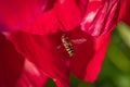 Brown and yellow hover fly on bright red peony flower Royalty Free Stock Photo